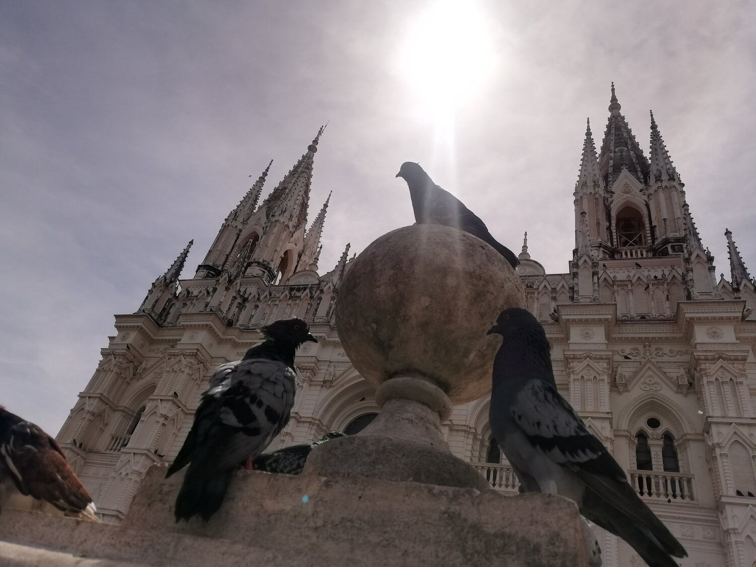 Palomas en Catedral