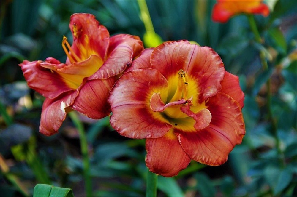 Photograph by Viktoriia Shtefanesa