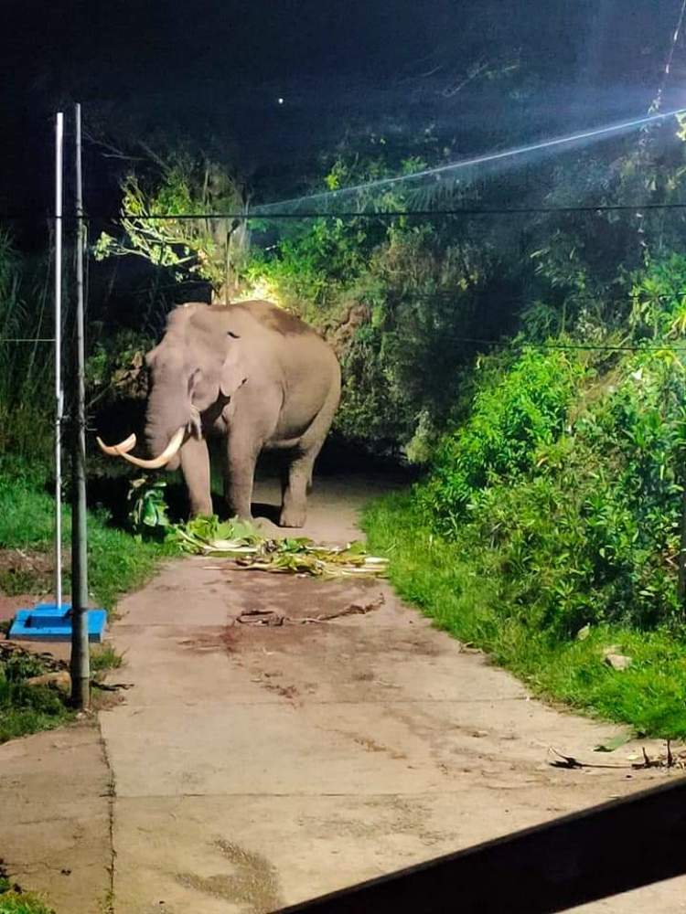 Фотография автора Tom Kottackal