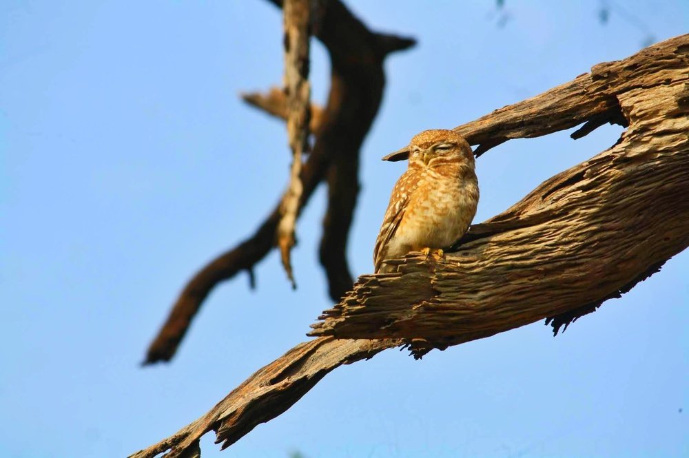 Photograph by Ananya das