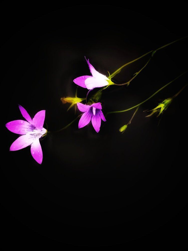 Колокольчики