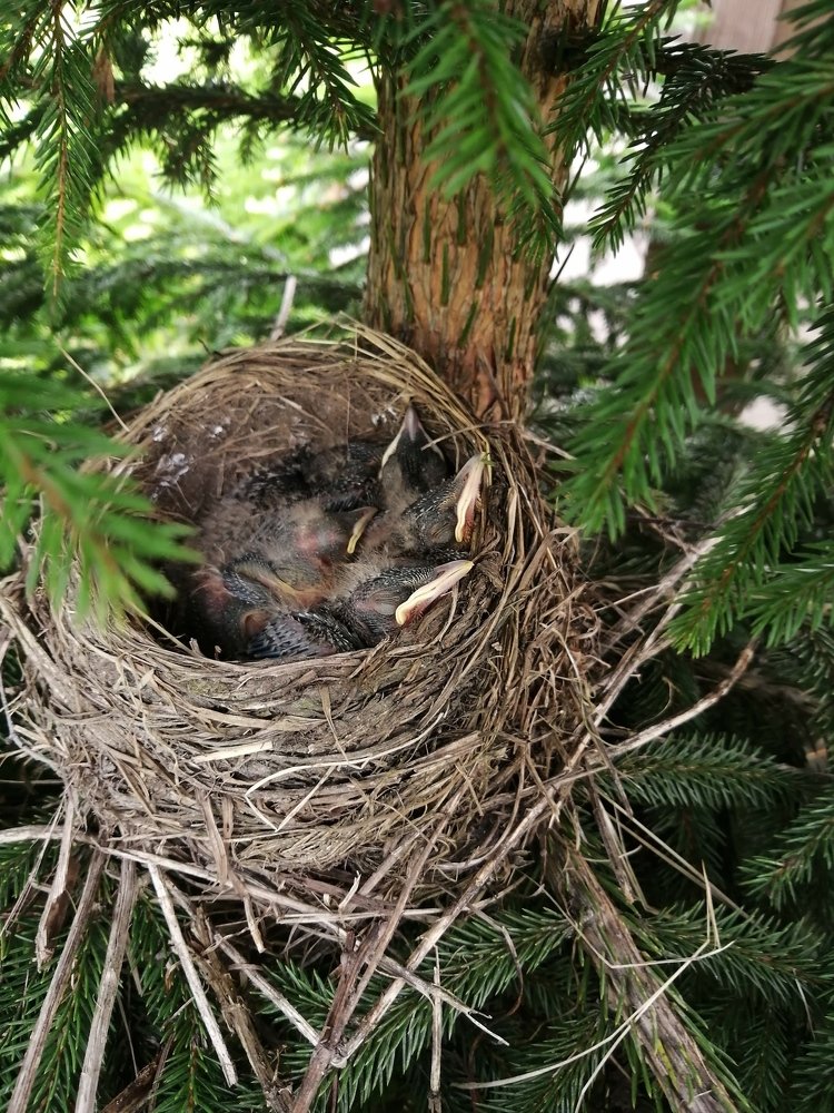 Желтоклювики