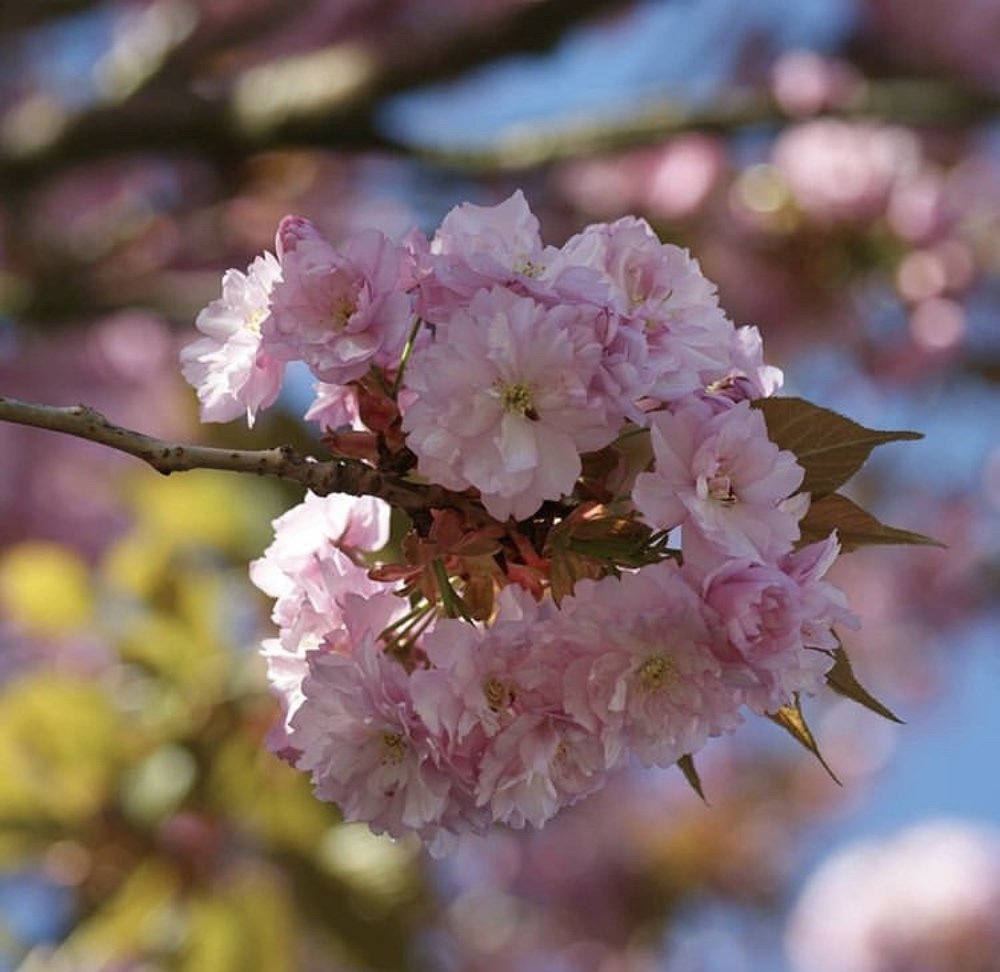 Оживление природы