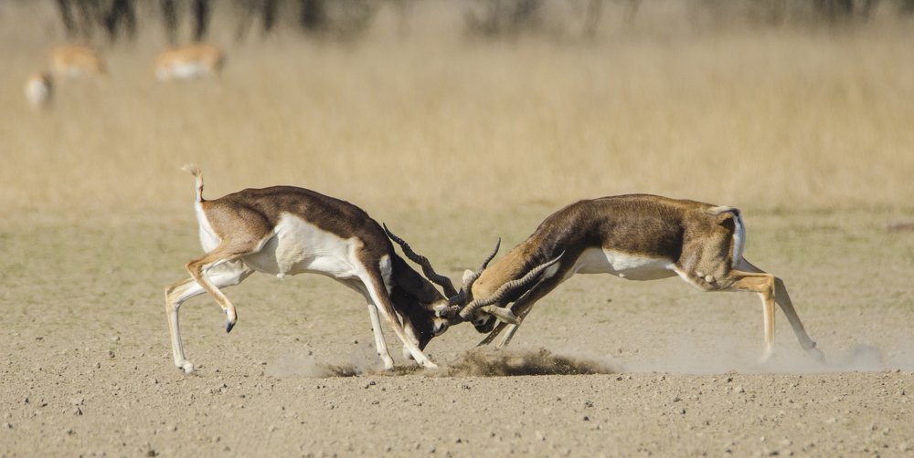 Photograph by Kushal Sharma