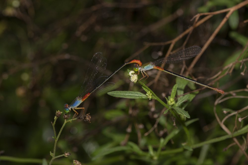 Фотография автора Mukul Mukherjee