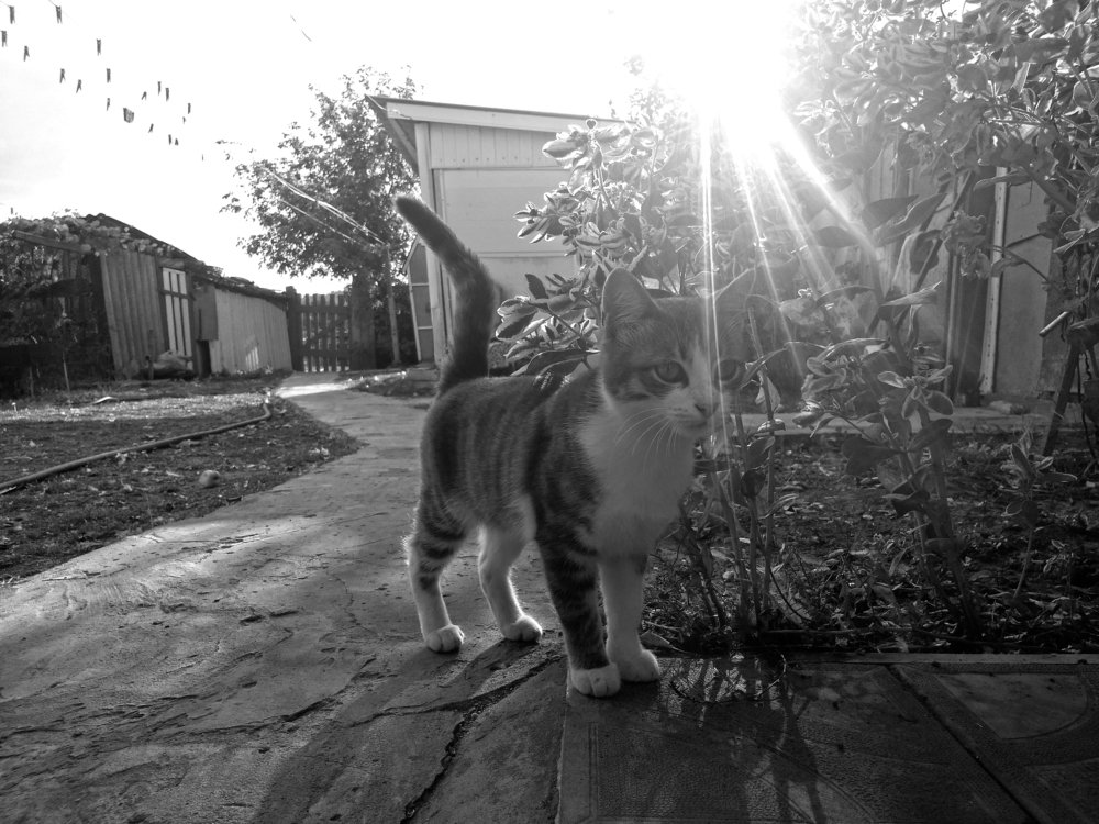 Фотография автора Коротков Алексей