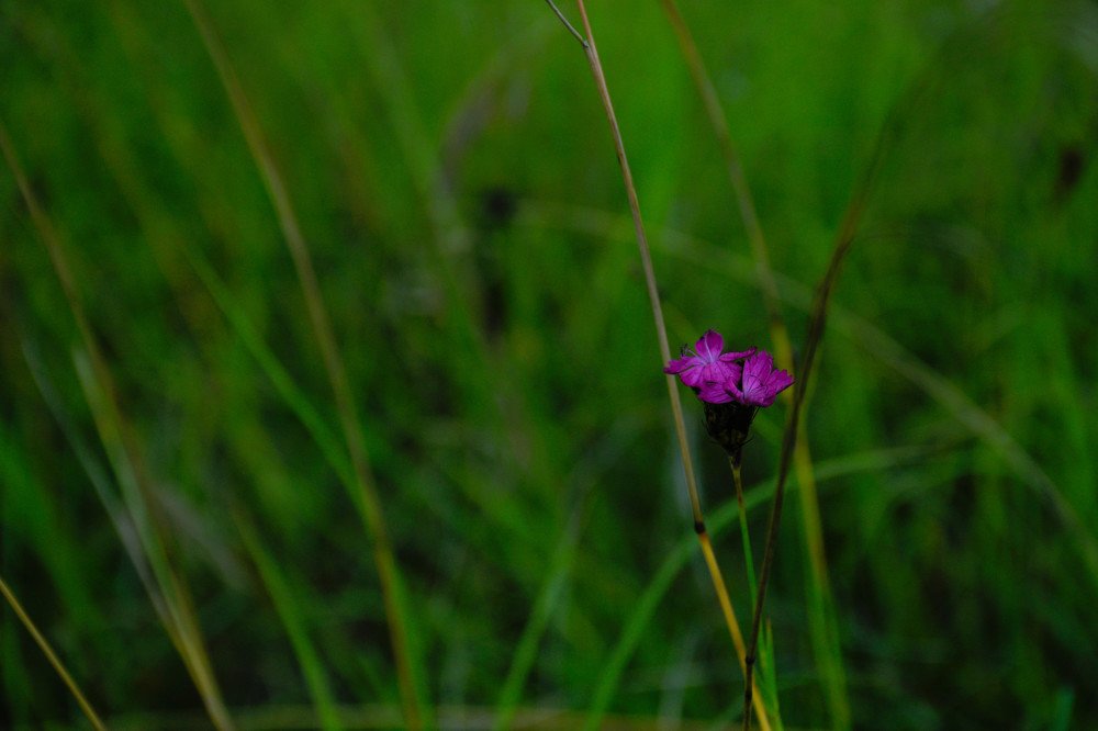 Photograph by Plesa Ioan Dan