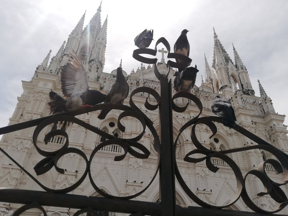 Palomas en Catedral 2