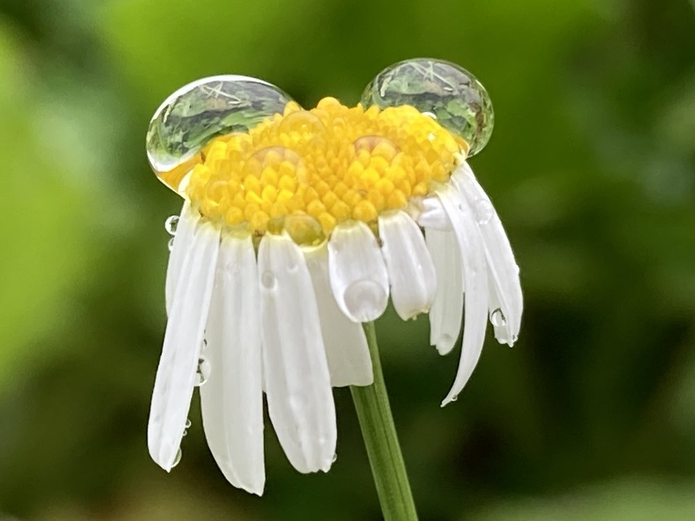 Превращение