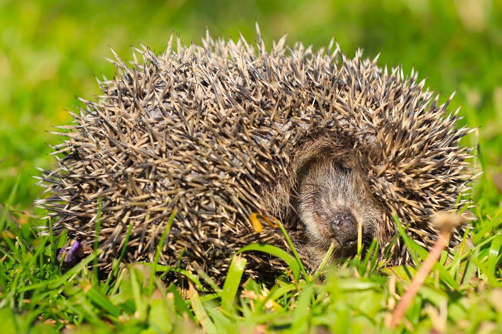 Photograph by Наталья Викарчук