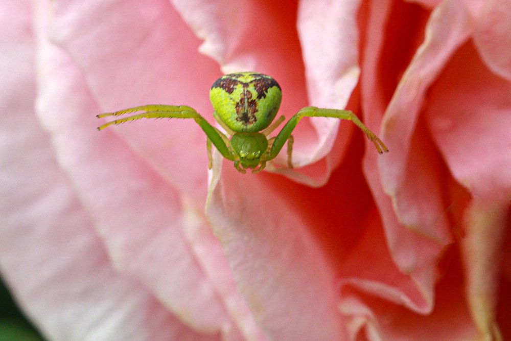 Photograph by Эдуард Шадров