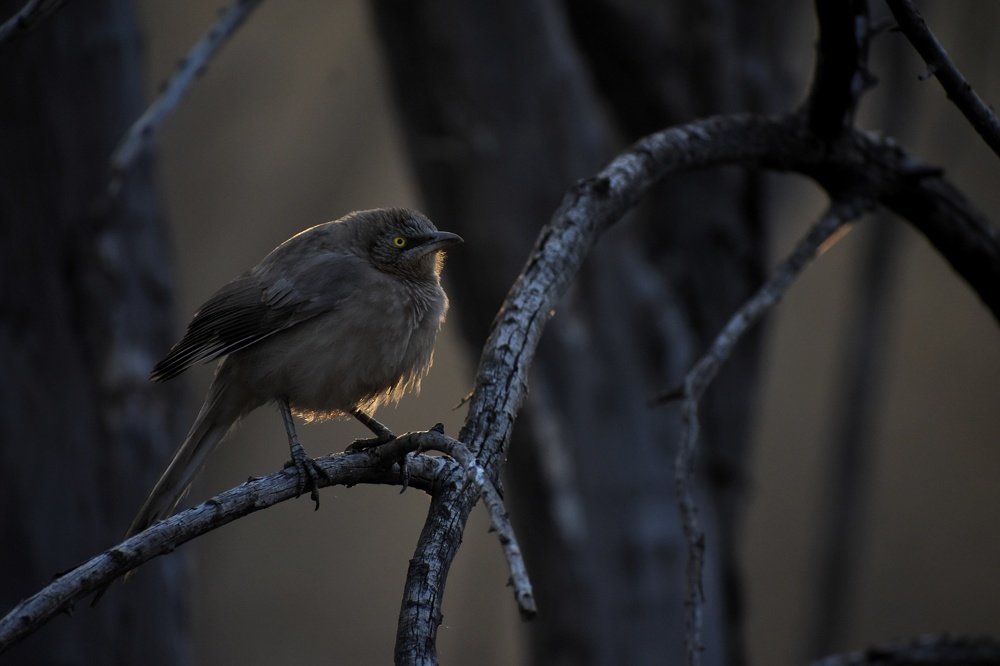 Beauty of Large Grey Babbler