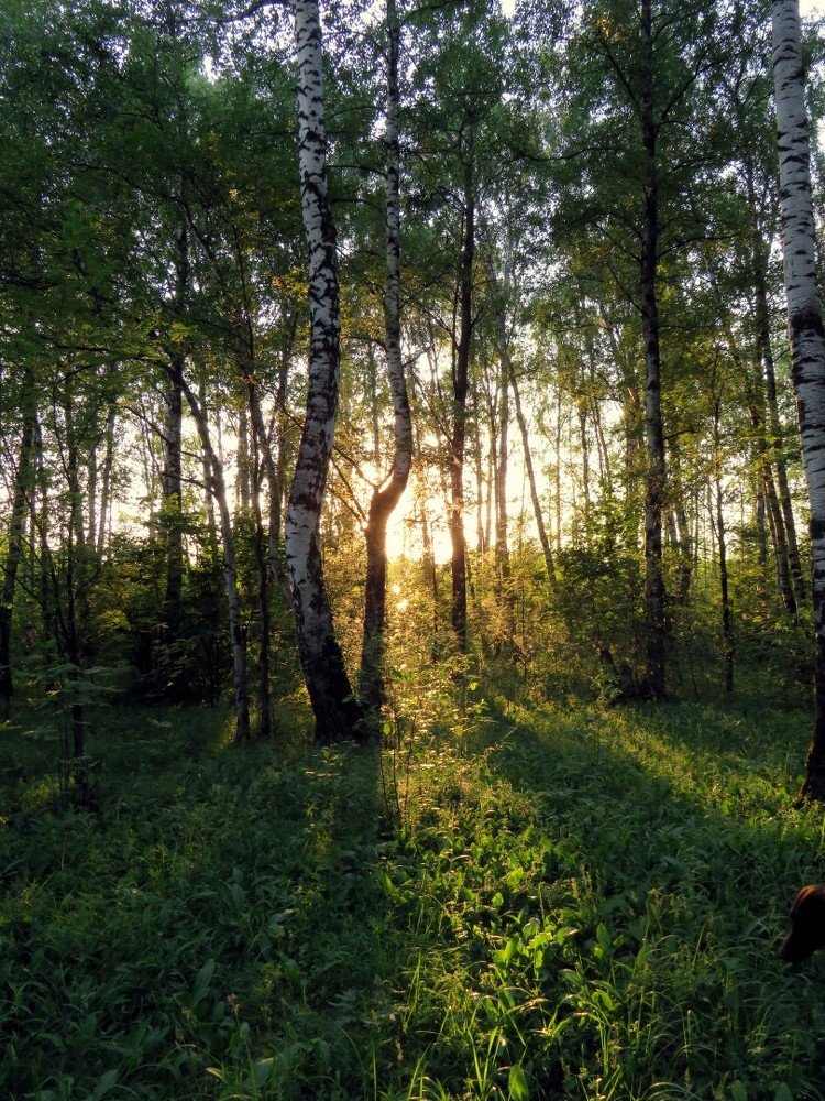 Лес на закате