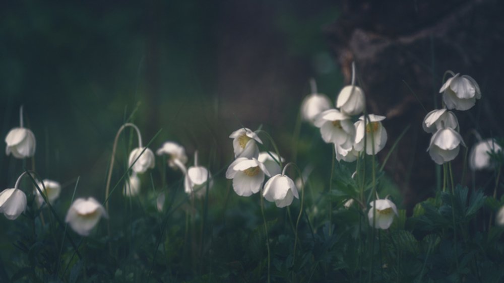 Photograph by Максим Мозжухин