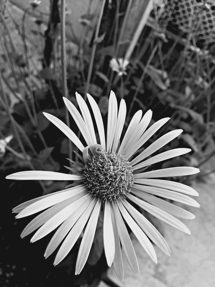 Photograph by Iгор Ситар