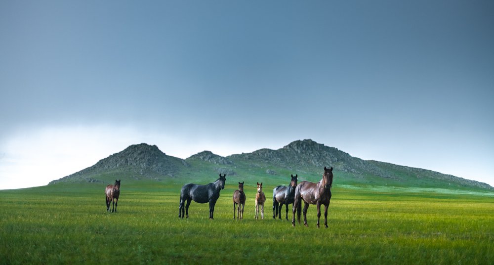 Дикие лошади Алтая