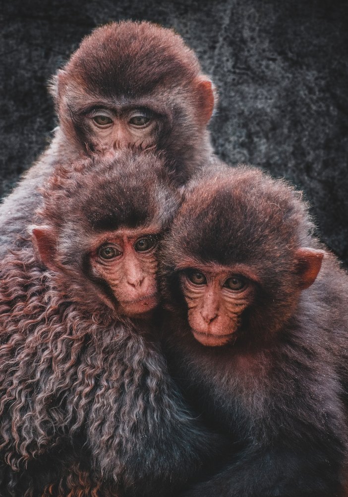 monkey in cold weather