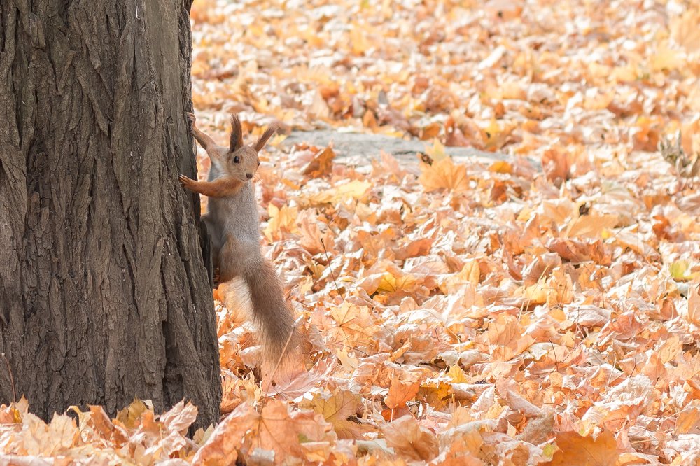 Photograph by Дина Горбачёва