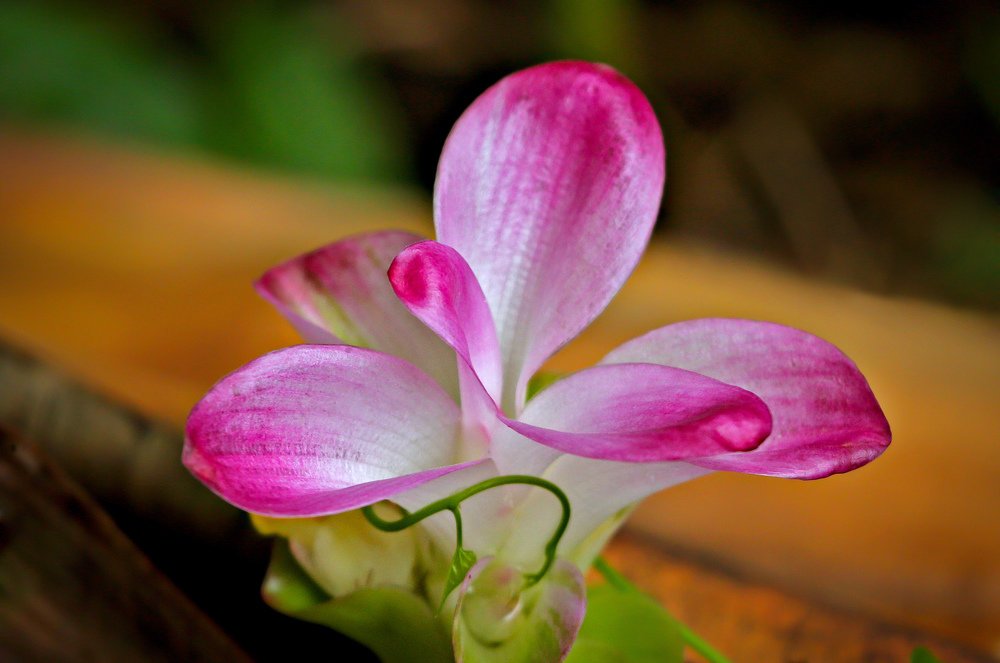 Photograph by Shibram Nag