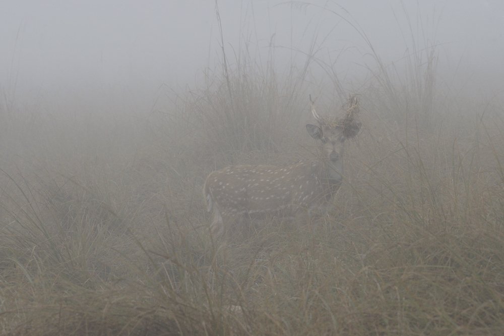 Stag in foggy grasslands