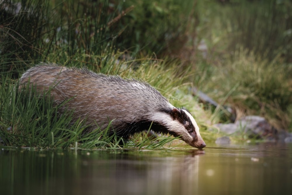 Thirsty badger