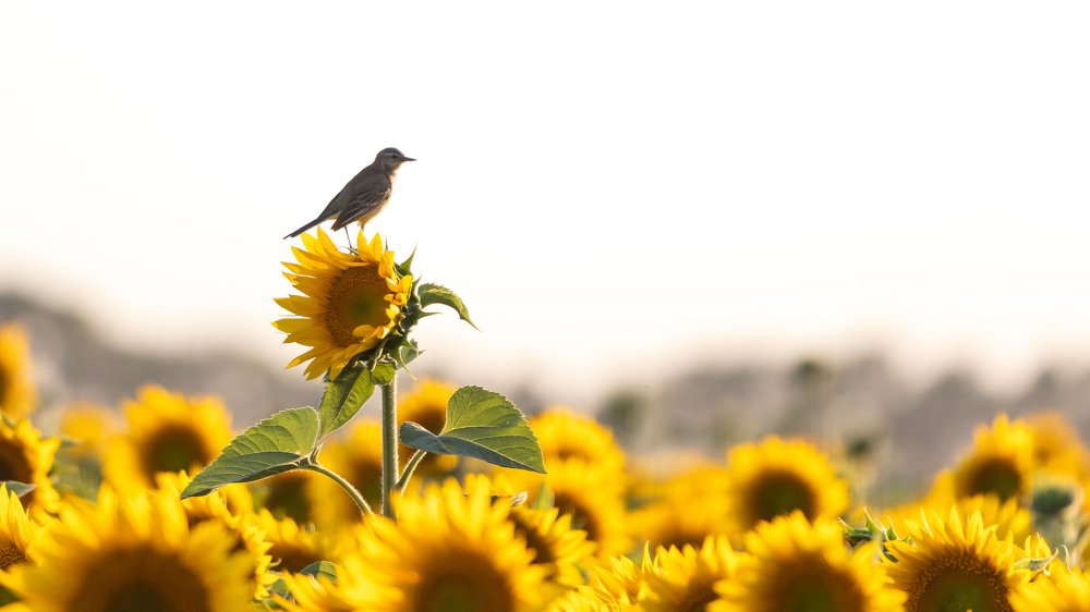 Photograph by Руслан Нигматуллин