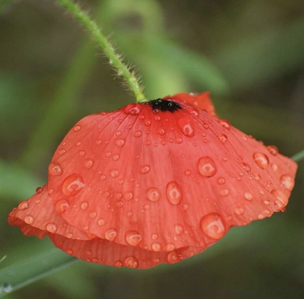 Наконец-то дождь!