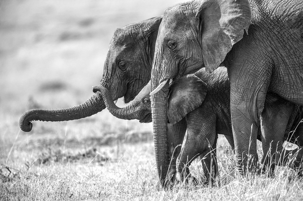 Папа, мама, я