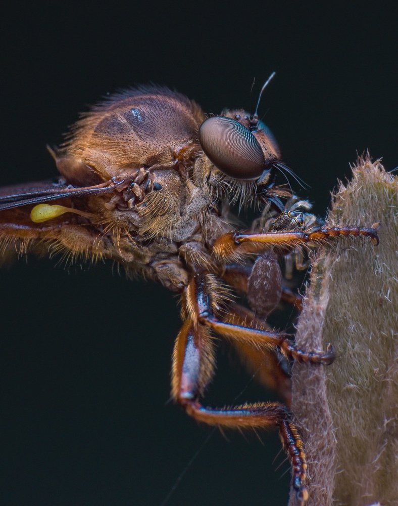 Roberfly with kill