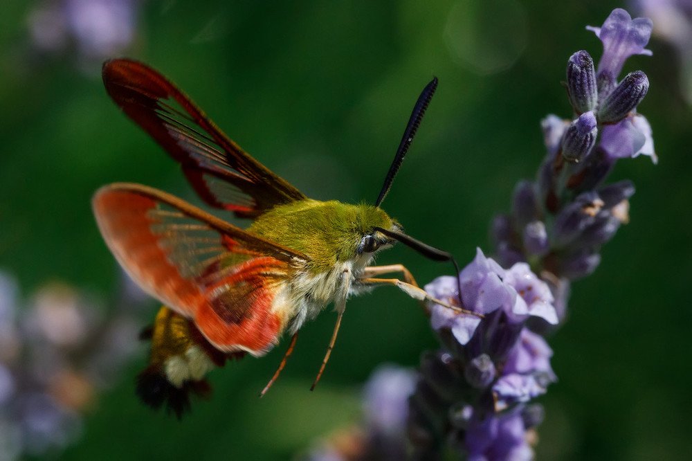 Photograph by Аркадий Саямов