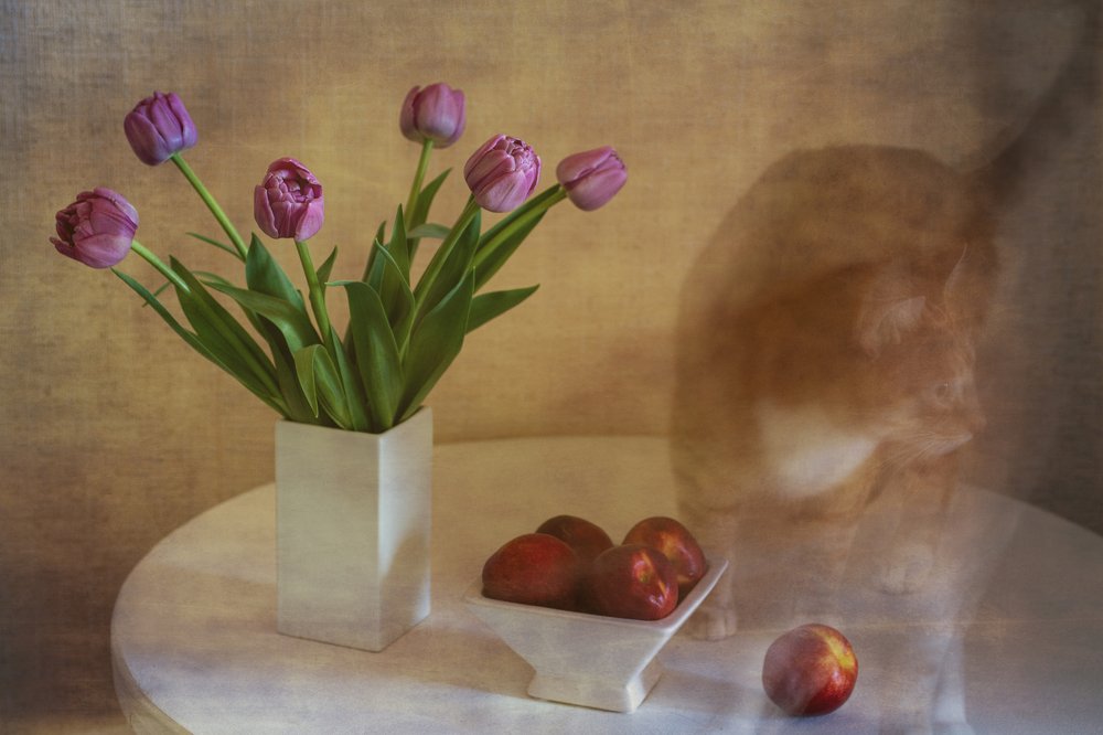 Tulips with cat and nectarines
