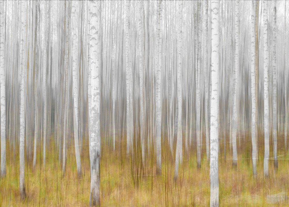Birch forest