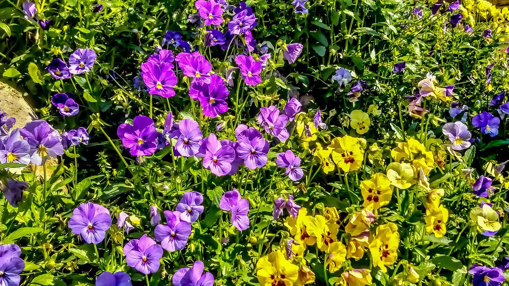 YELLOW AND PURPLE FLOWERS