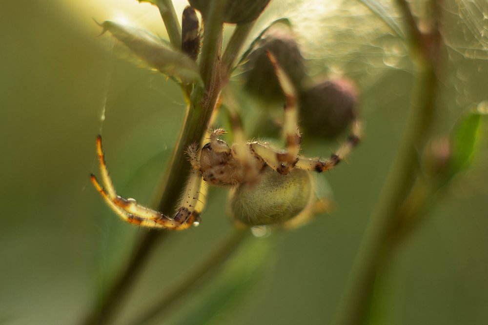 Желтый крестовик