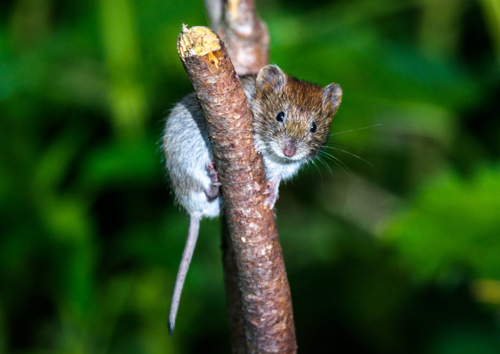 Мышь на ветке.