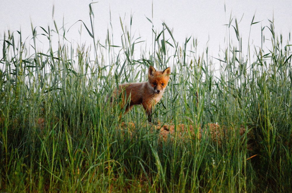 Photograph by игорь герасимовский