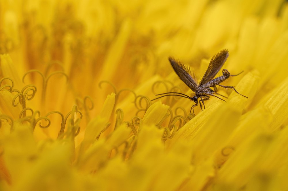 Micropterix calthella on the dandelion