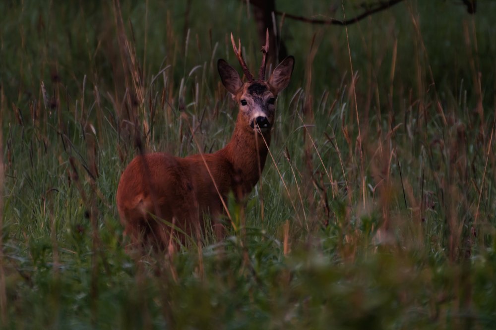 Photograph by Gaļina