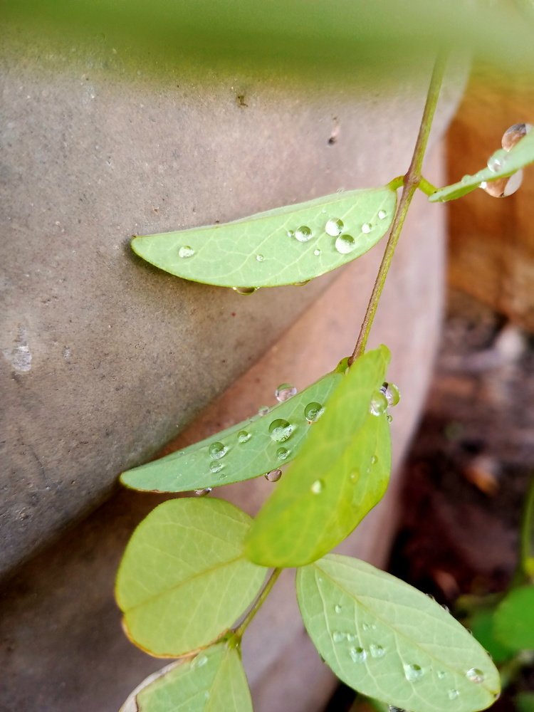 Rain drops