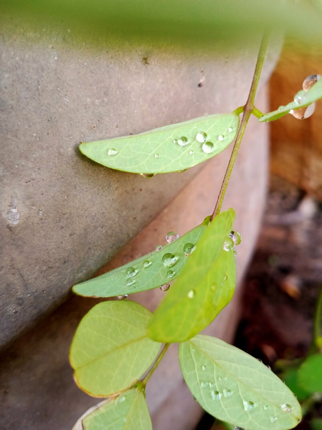Rain drops