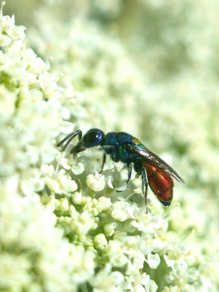 ruby-tailed wasp