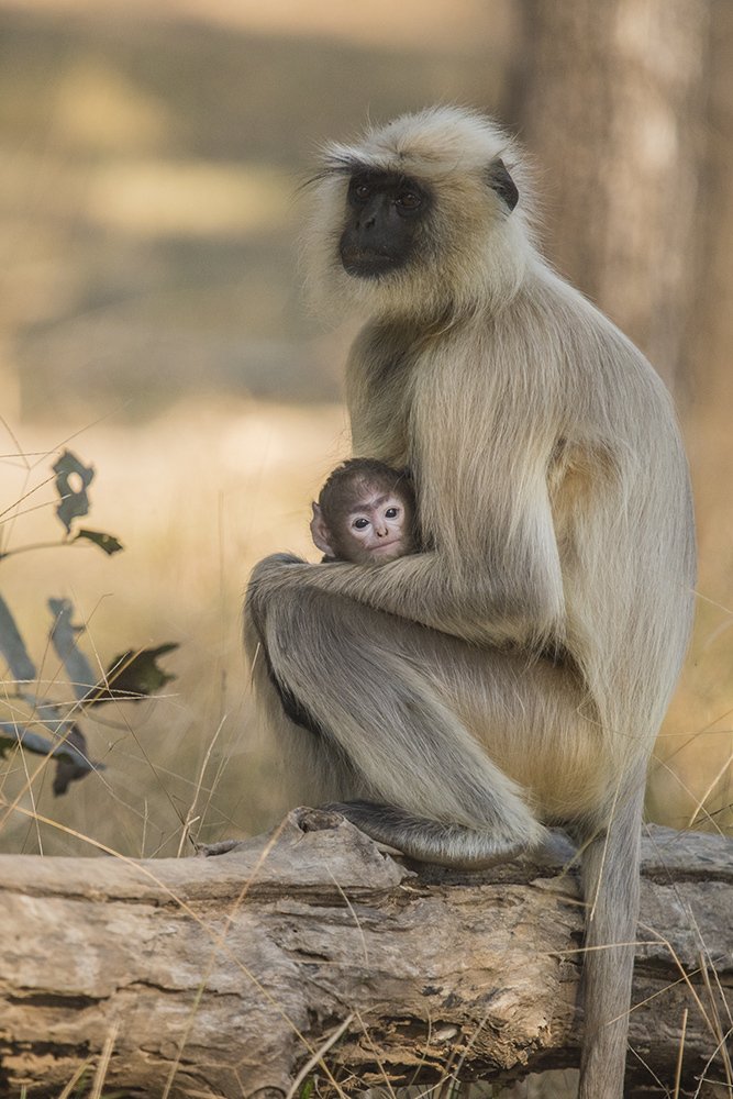 It feels 'Safe' in mother's arms.!