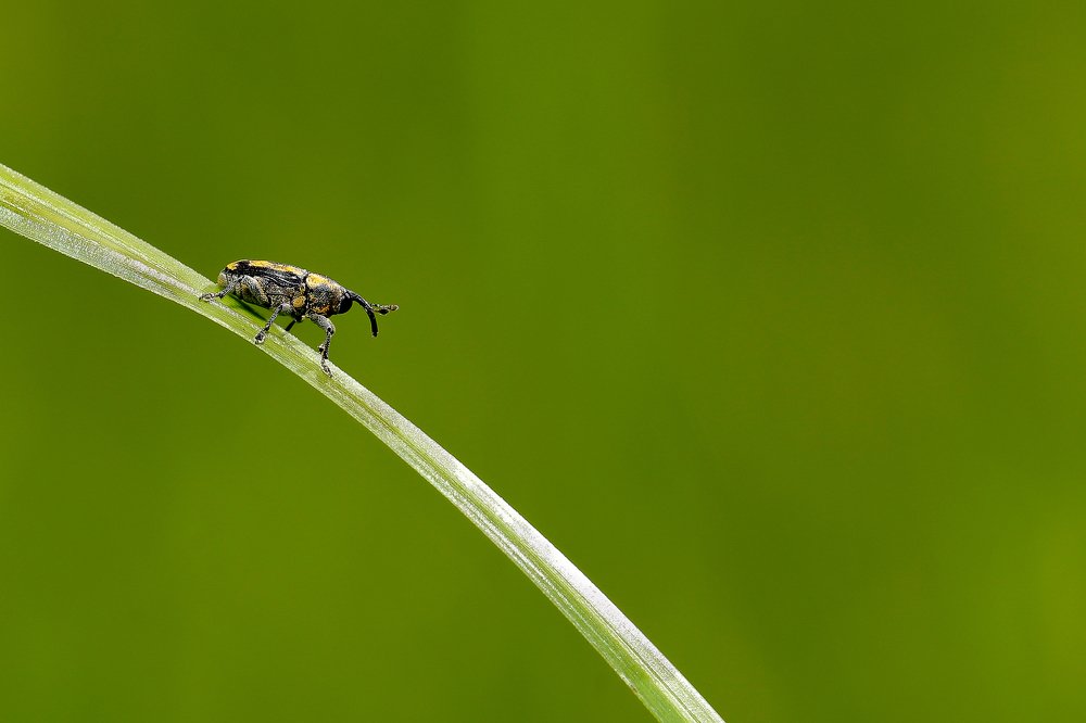 Trumpet Weevil ( Curculionoidea )
