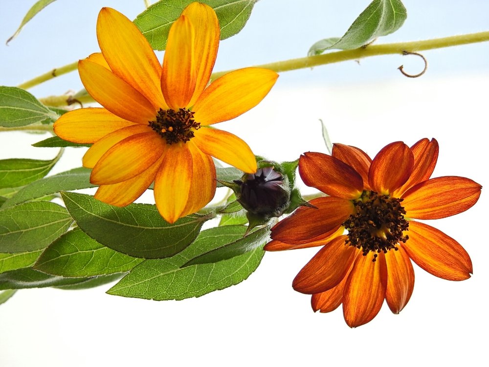 girassol da minha janela