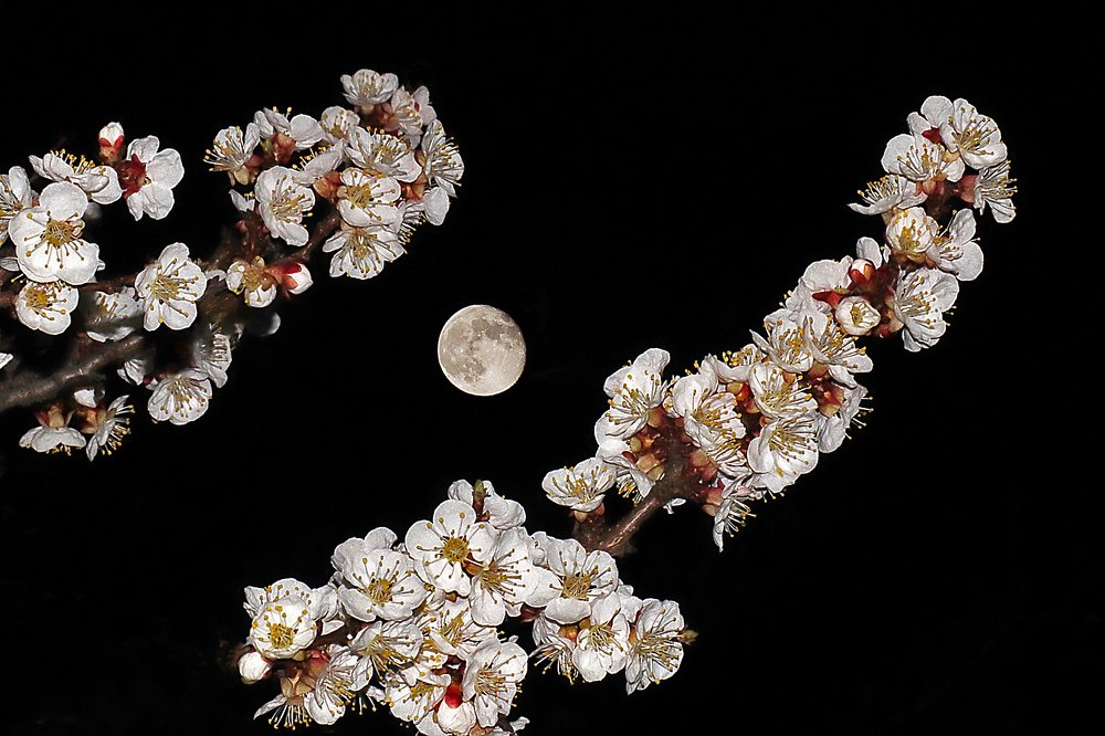 Весенняя ночь