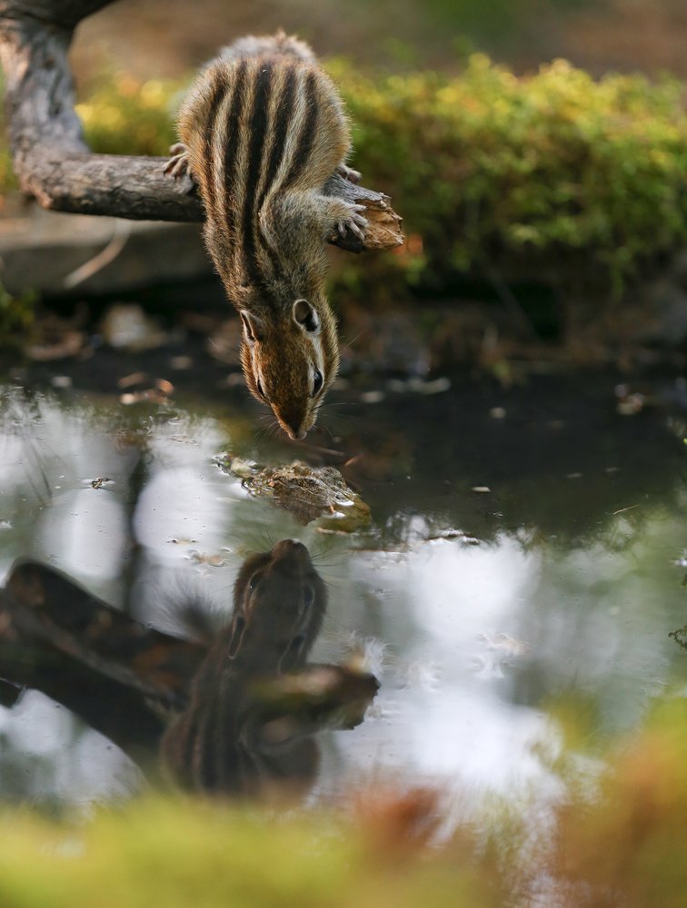 Кто живет в пруду?