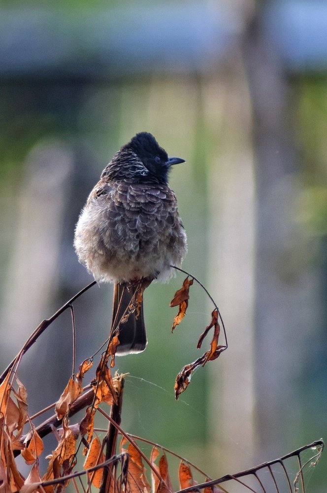 Photograph by Mayura Kirikaran