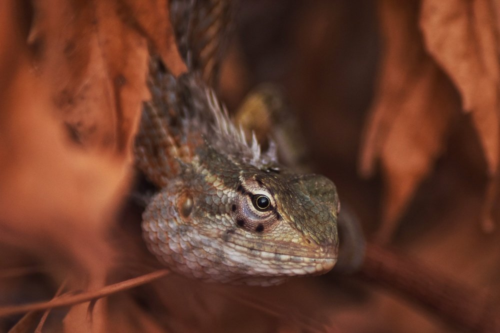 Photograph by Mayura Kirikaran