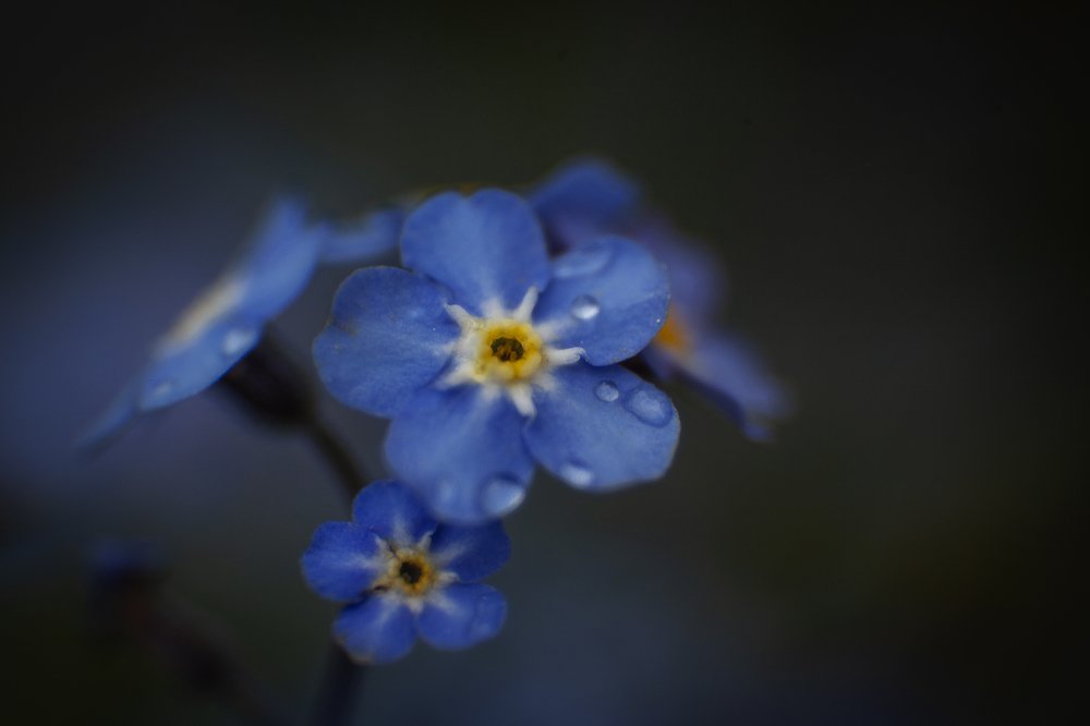 Photograph by Любовь Нефедова