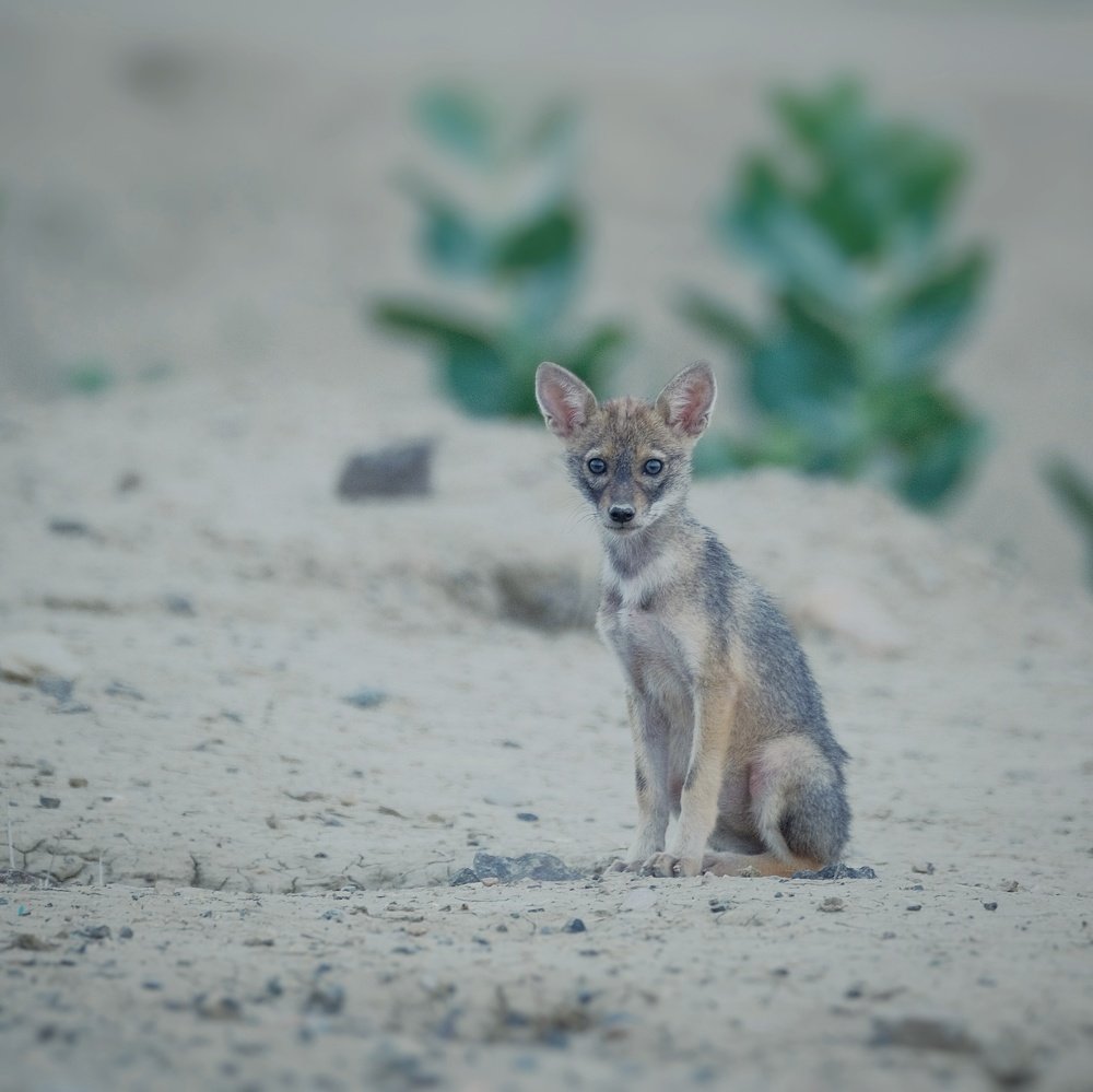 Photograph by Khalid Gurchani